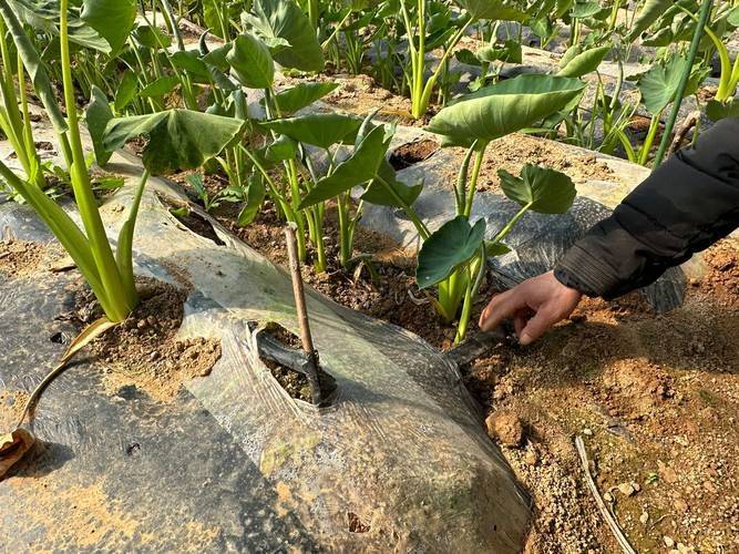 芋头种植技术与管理