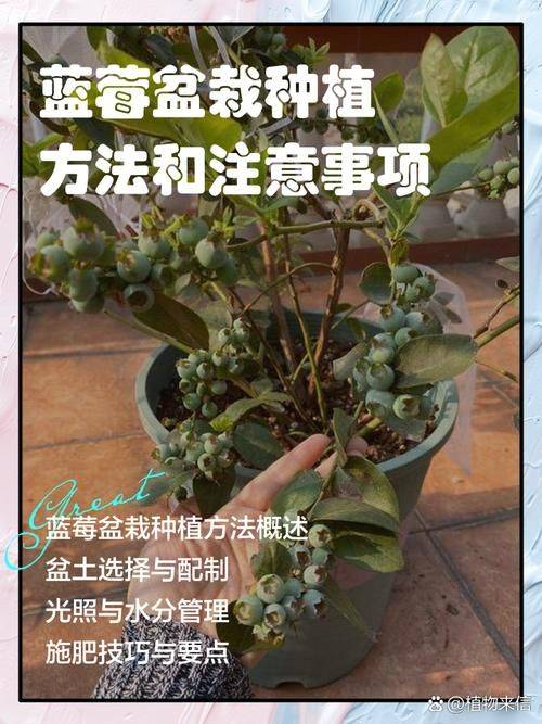 蓝莓的种植技术和土壤管理