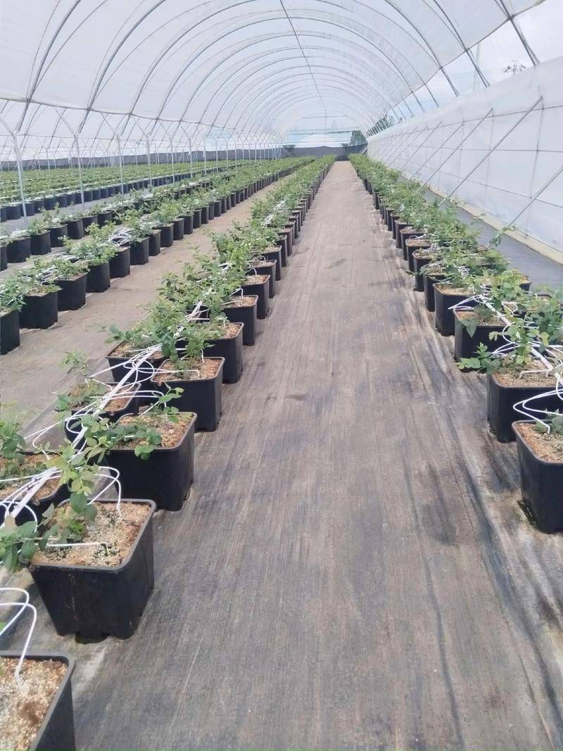 兔眼蓝莓种植技术