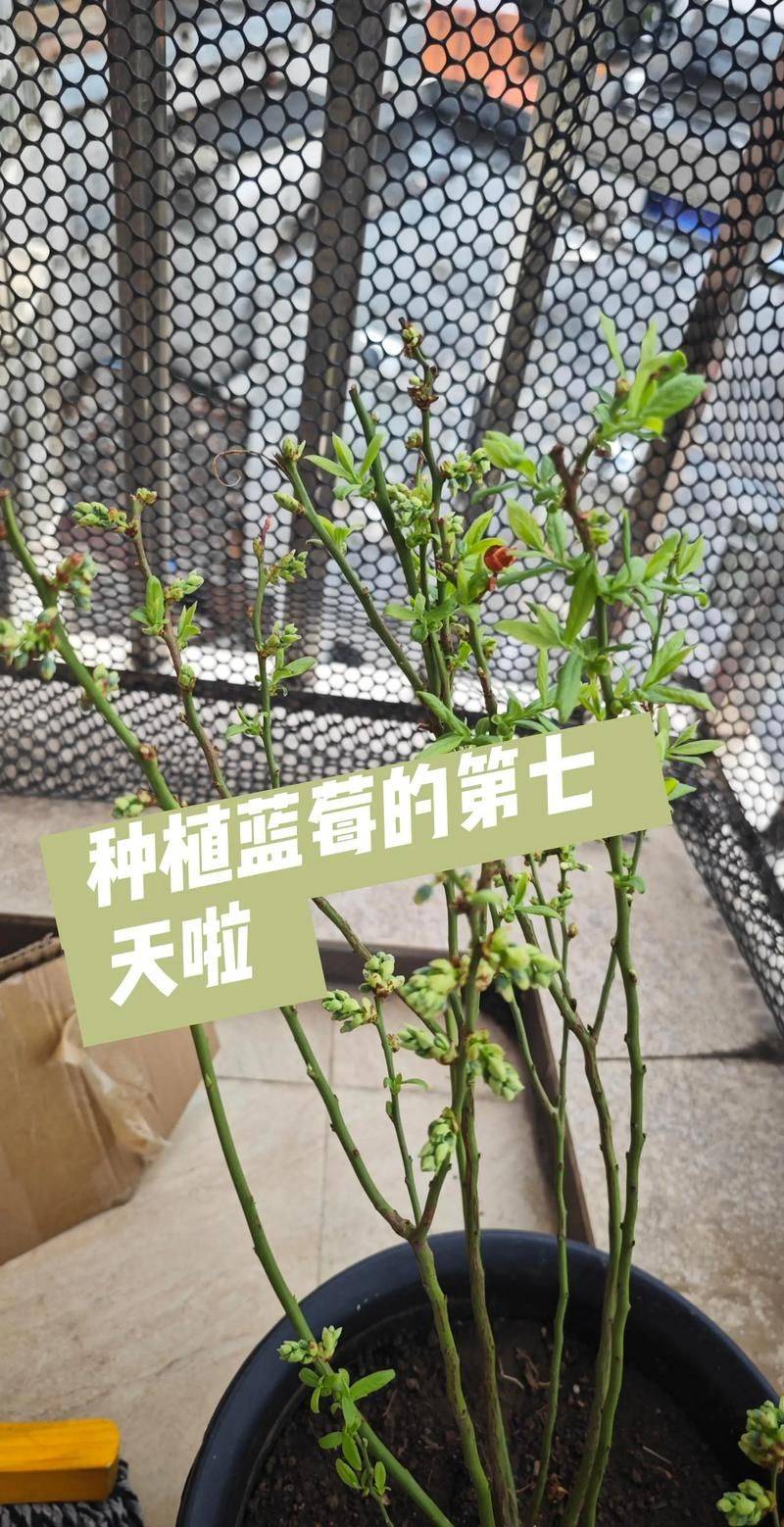 兔眼蓝莓种植技术