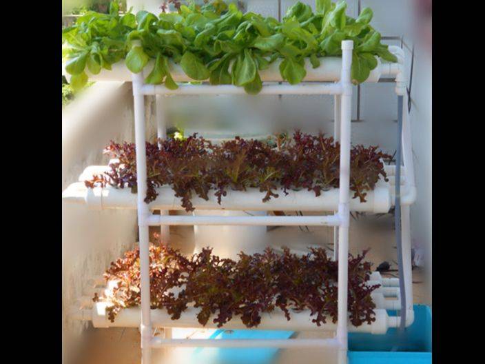 家庭种植蔬菜 阳台