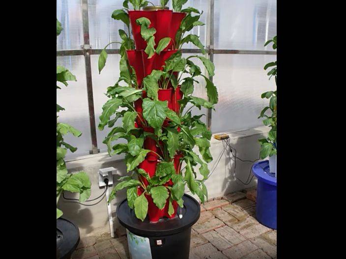 家庭种植蔬菜 阳台