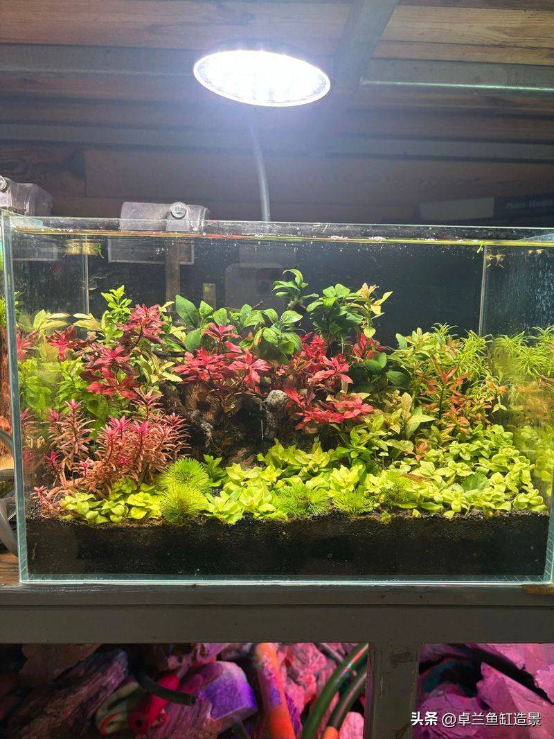 养鱼知识 草 光