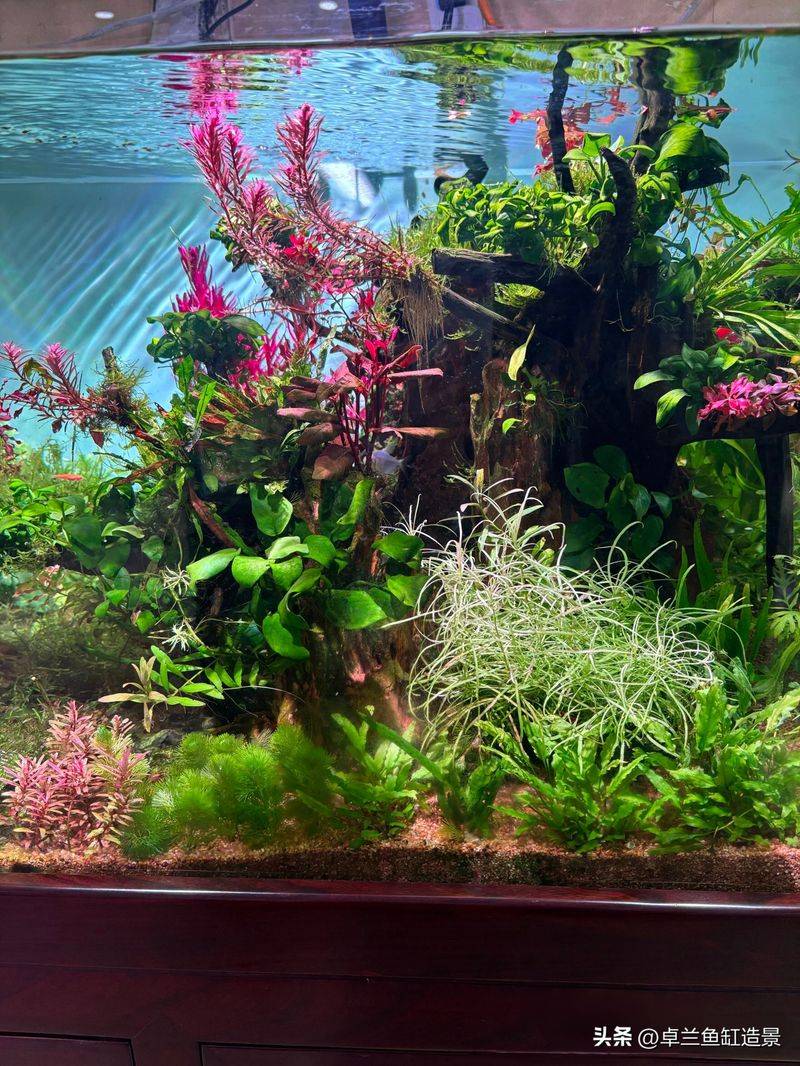 养鱼知识 草 光