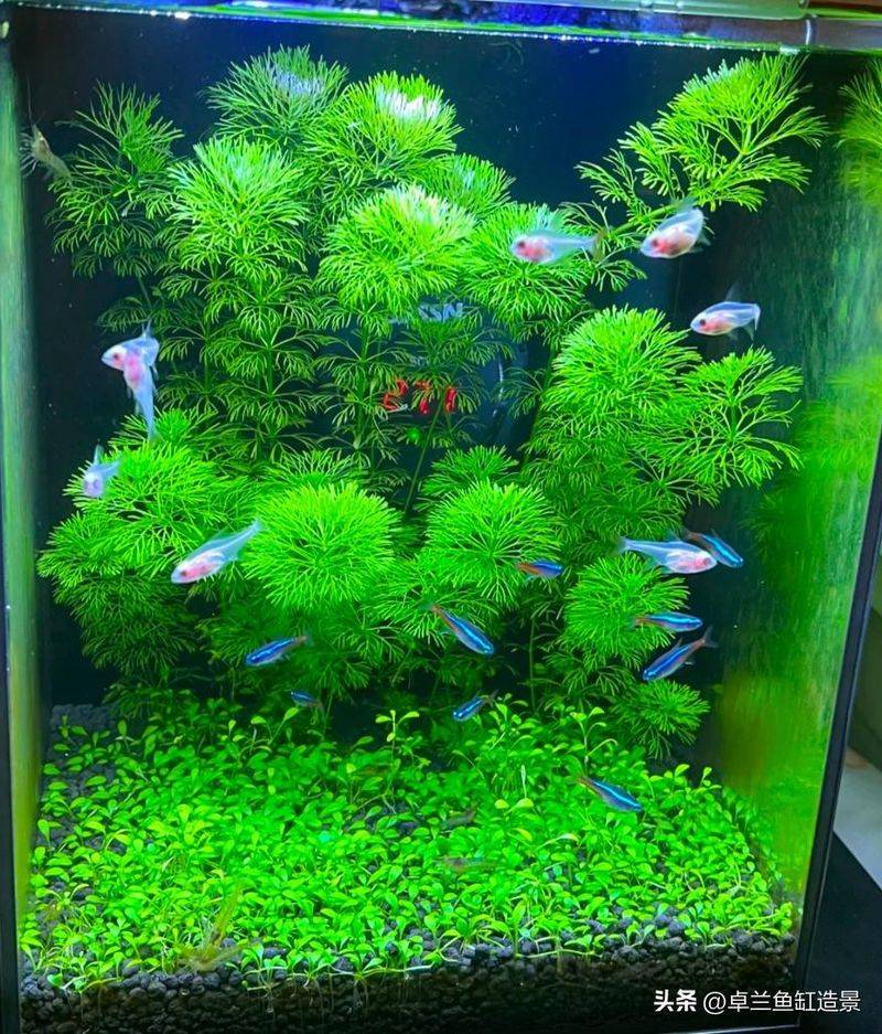 养鱼知识 草 光