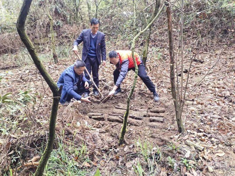 天麻的栽培与种植技术