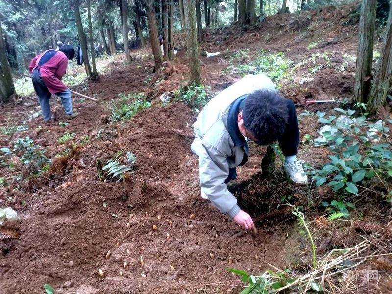 天麻的栽培与种植技术