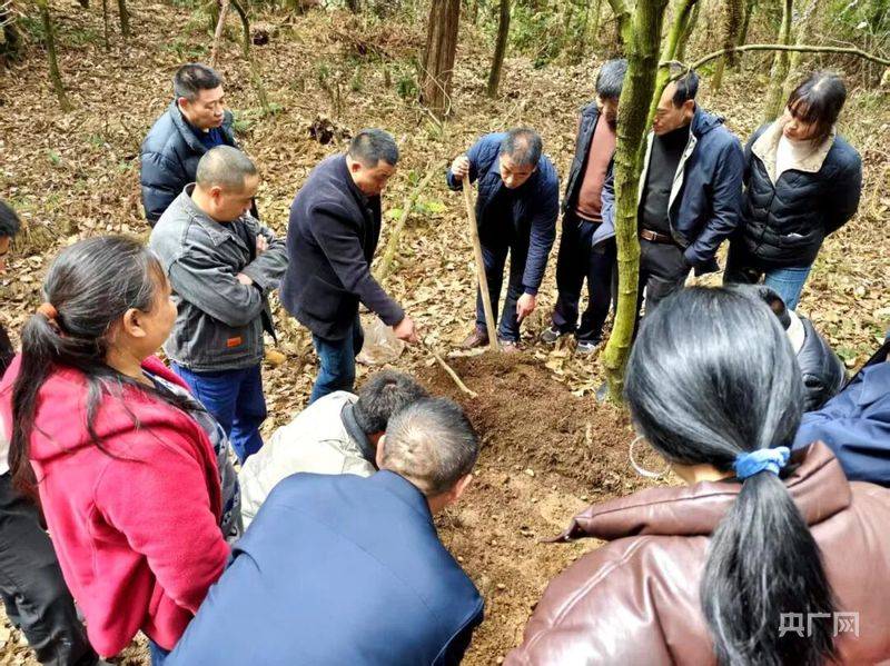 天麻的栽培与种植技术