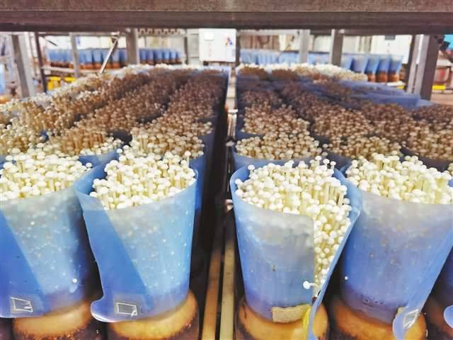 香菇怎么种植技术