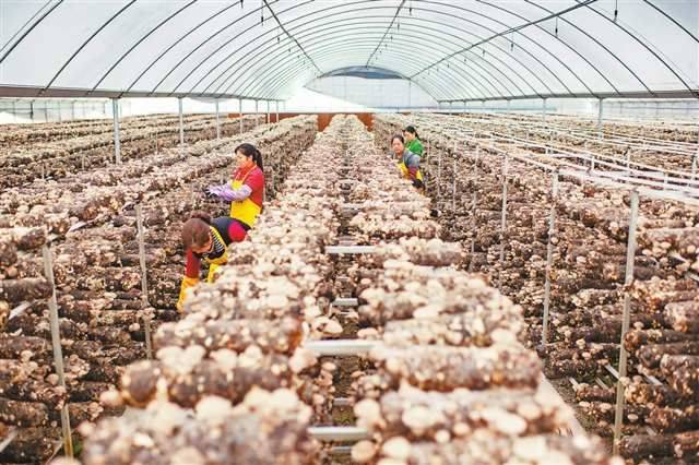 香菇怎么种植技术