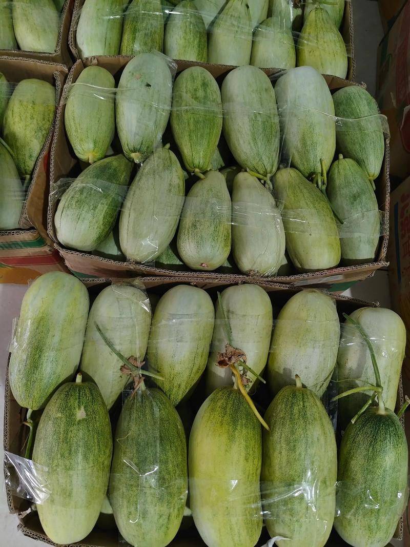 蔬菜 瓜果种植技术