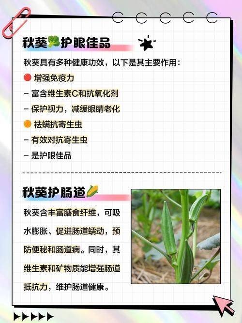 秋葵的种植方法