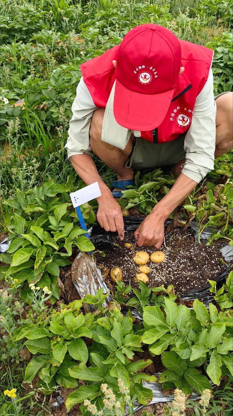 马铃薯种植技术与管理