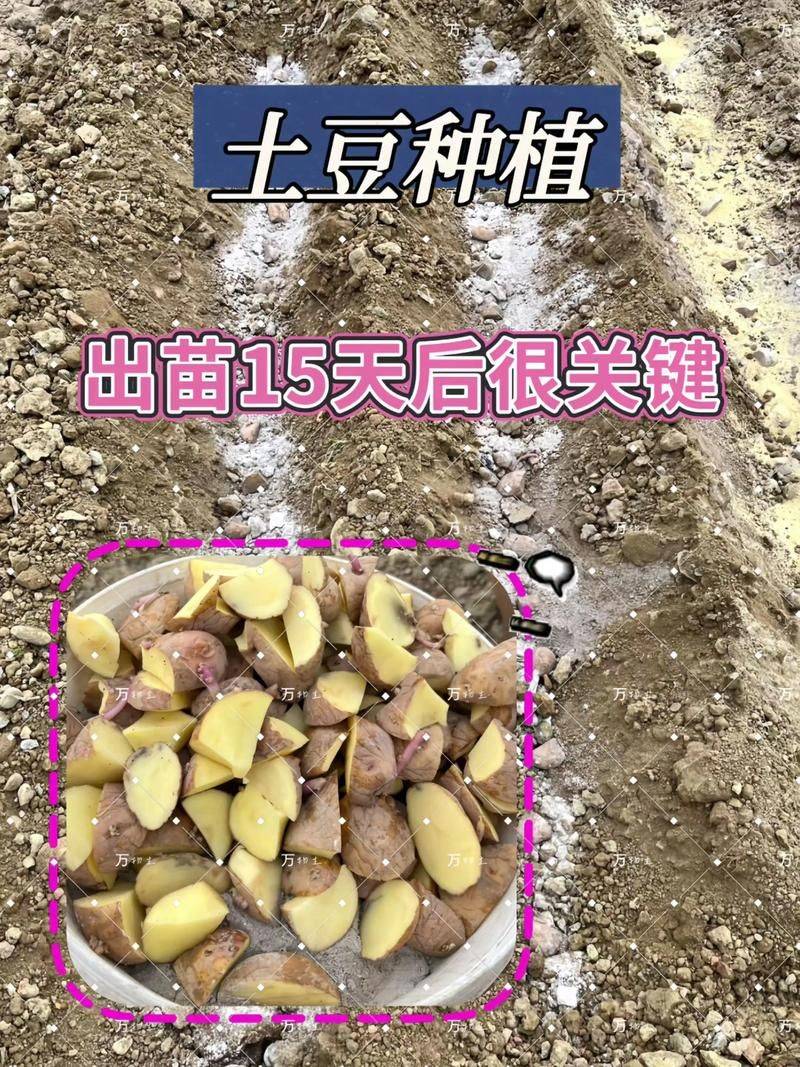 马铃薯种植技术与管理