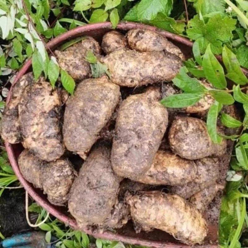 天麻种植技术 怎么种植天麻