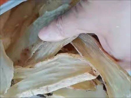 天麻种植技术 怎么种植天麻