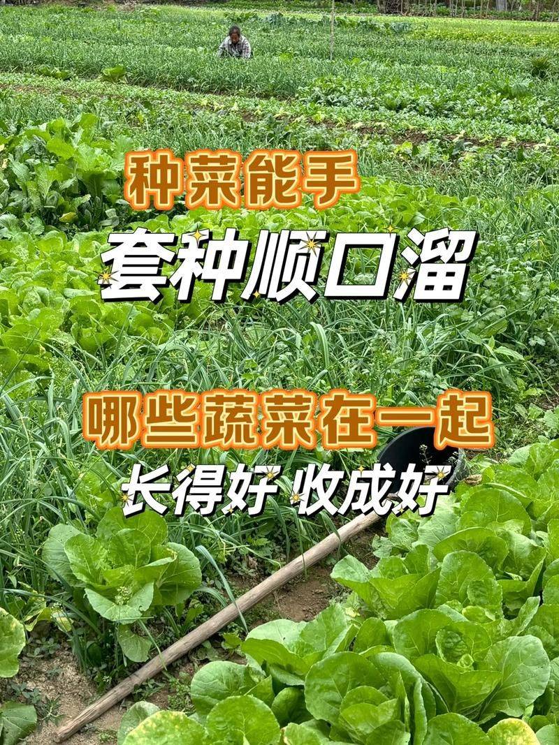 香菜种植技术和时间