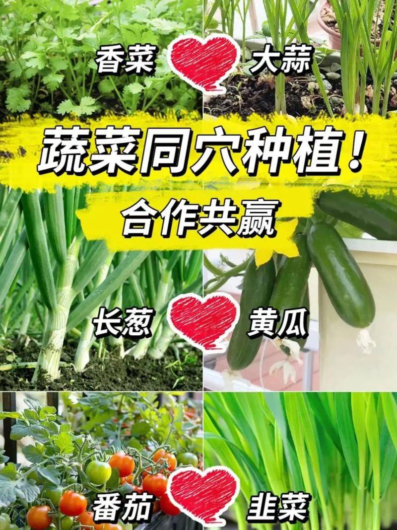香菜种植技术和时间