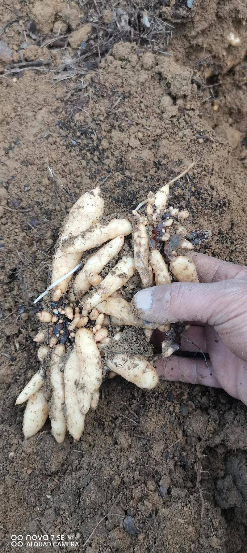 天麻种植技术 怎么种植天麻