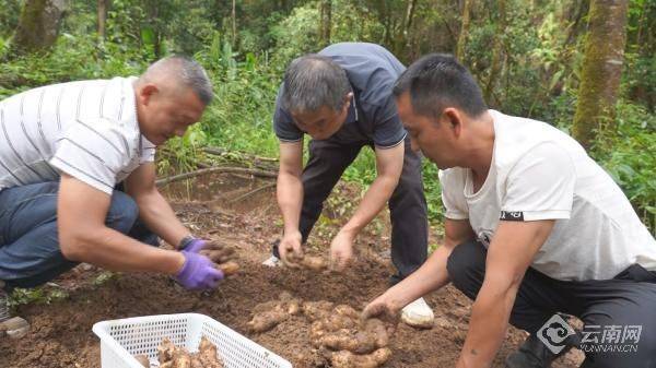 云南天麻种植技术视频