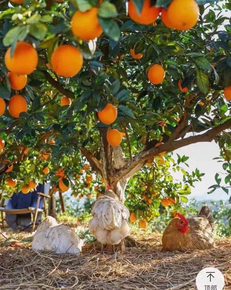 纽荷尔脐橙种植技术