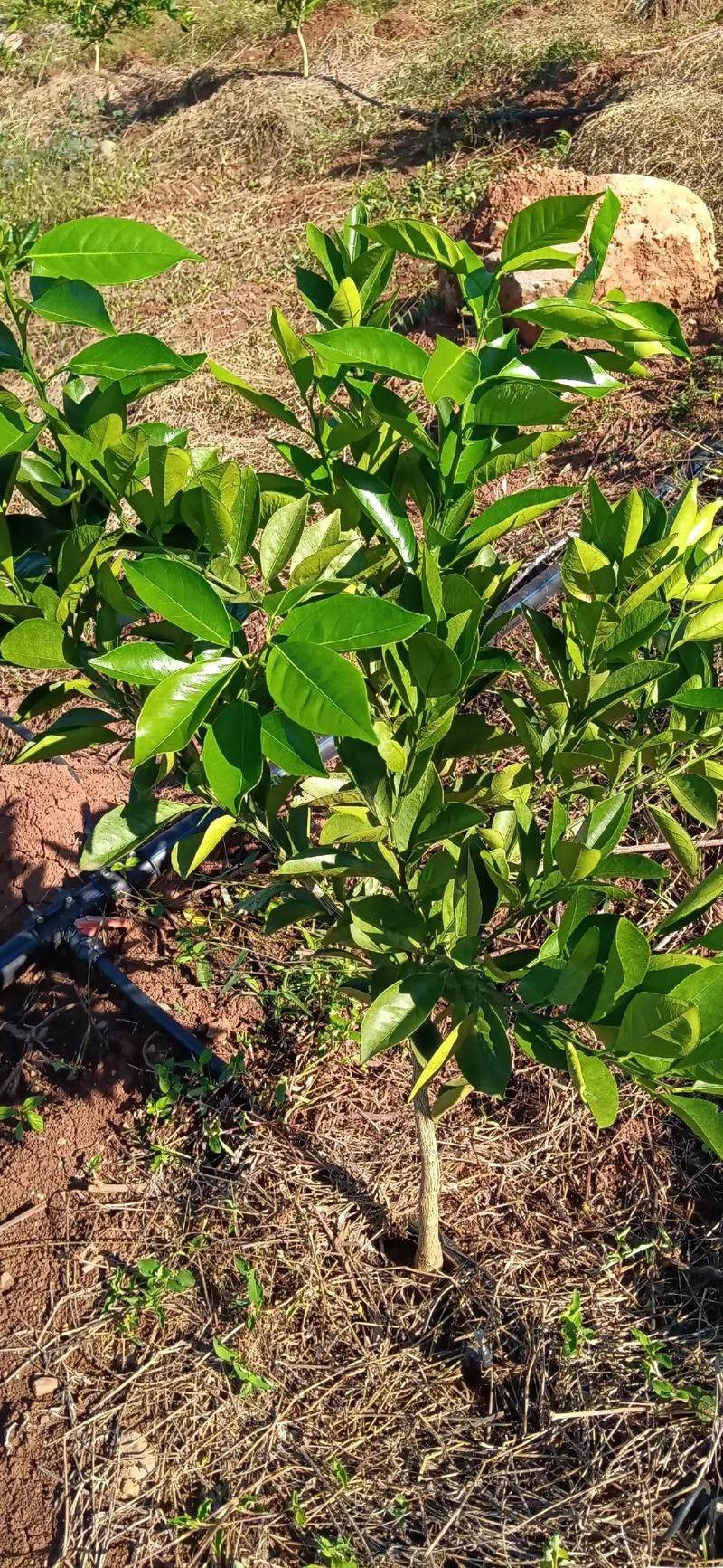 纽荷尔脐橙种植技术