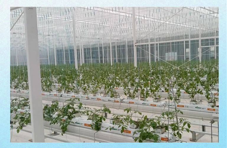 大棚番茄种植技术视频