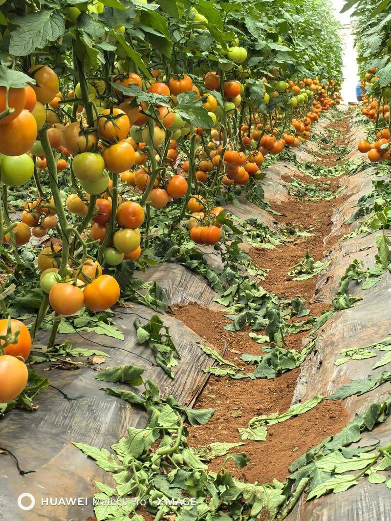 大棚番茄种植技术视频