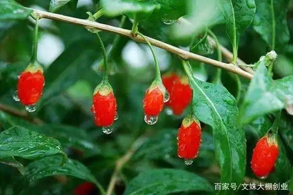 How do you plant the tree