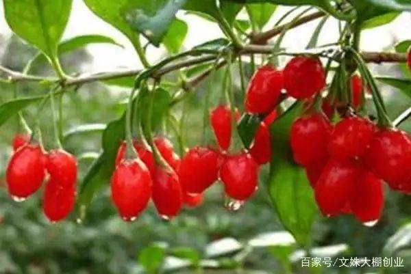 How do you plant the tree