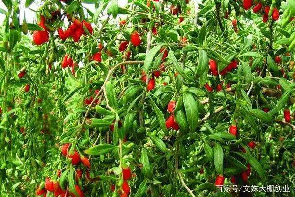 How do you plant the tree