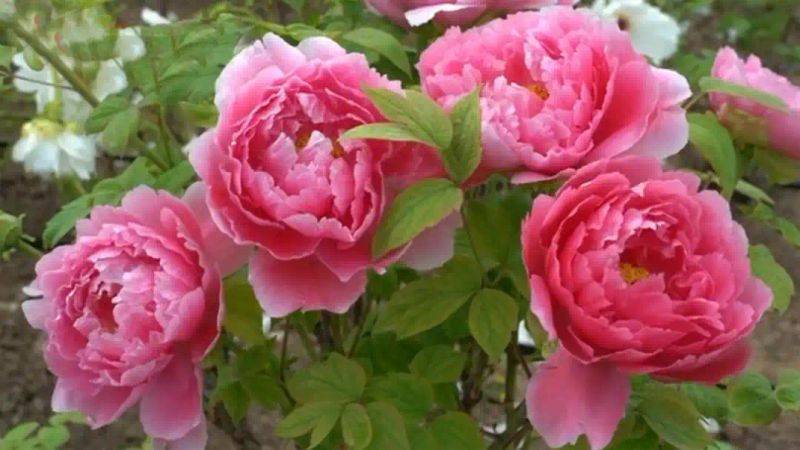 云南牡丹种植技术