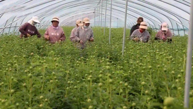 云南牡丹种植技术