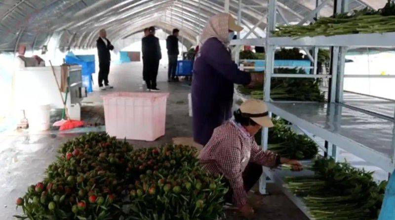 云南牡丹种植技术