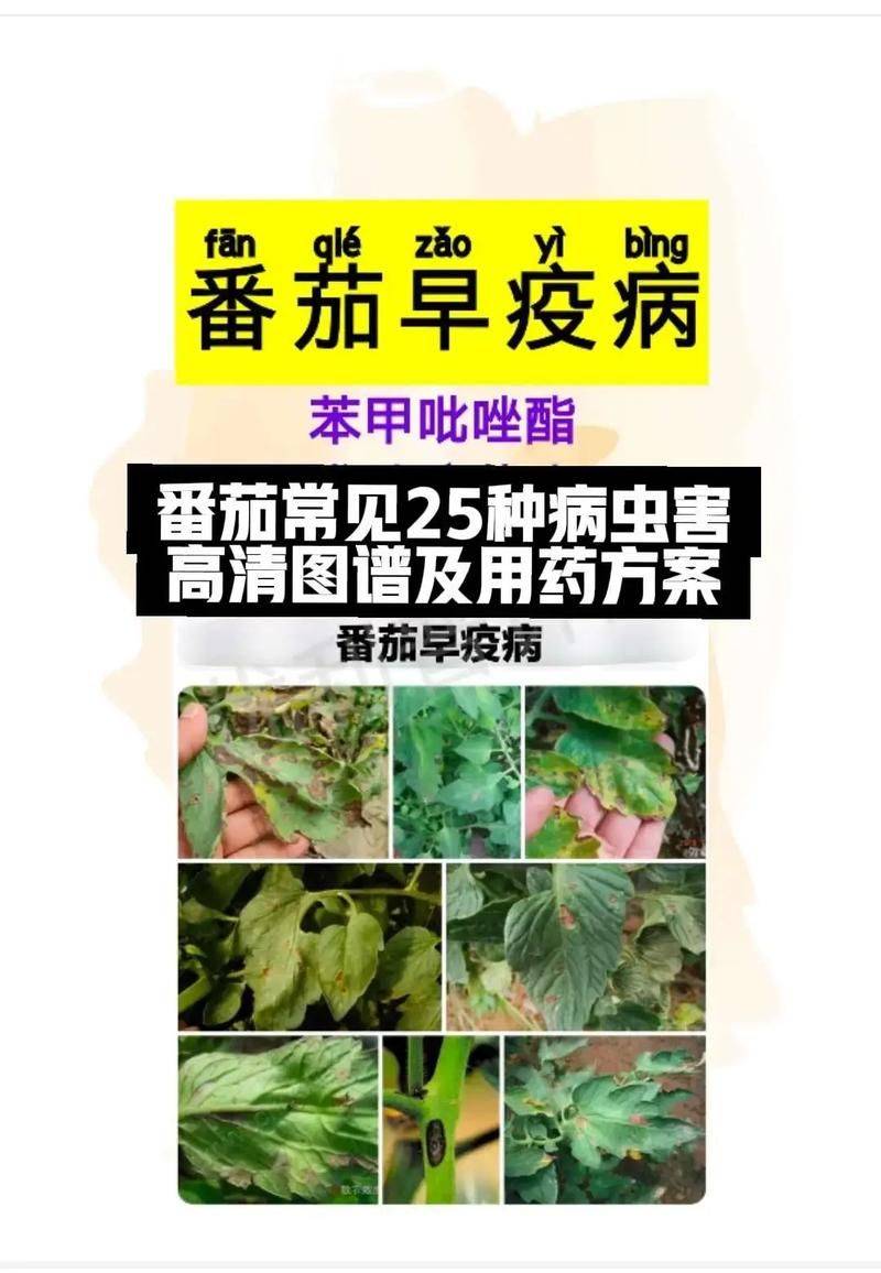 大棚番茄种植技术视频