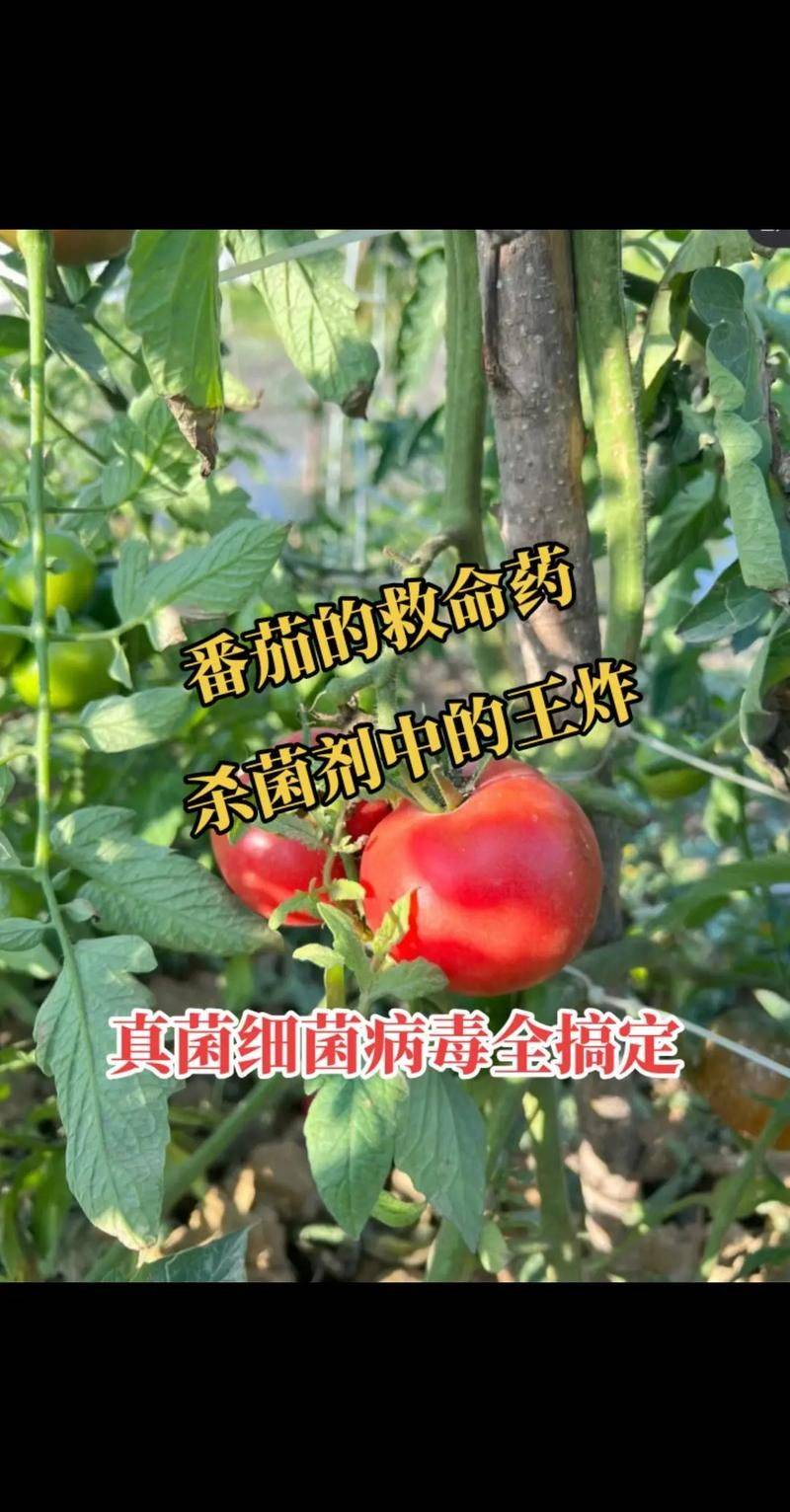 大棚番茄种植技术视频