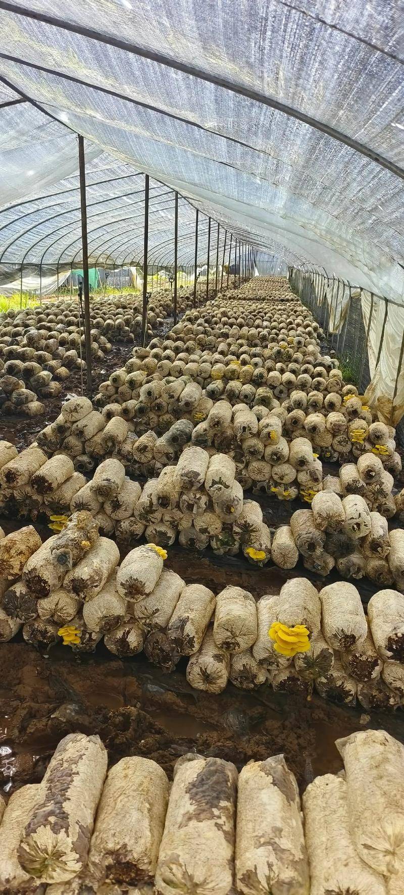 袋料香菇最新种植技术