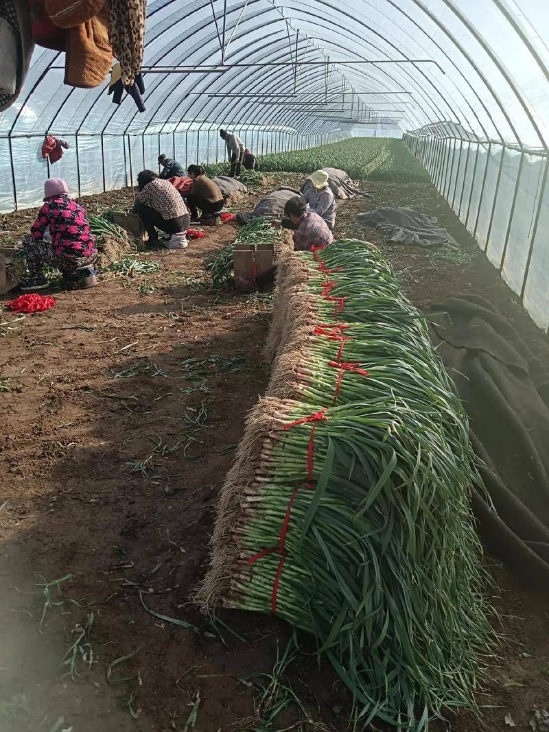 寒蒜苗种植技术