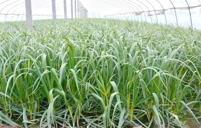 寒蒜苗种植技术