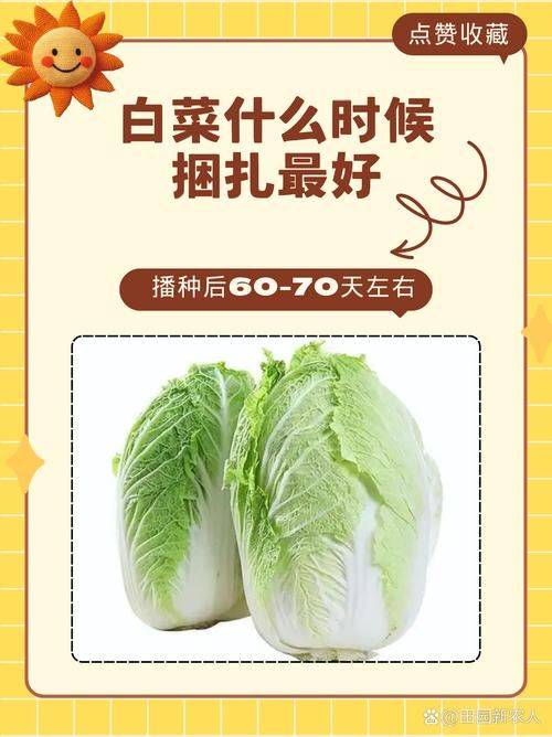 大白菜种植时间和方法