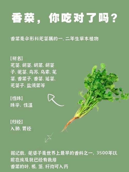 香菜种植技术和时间