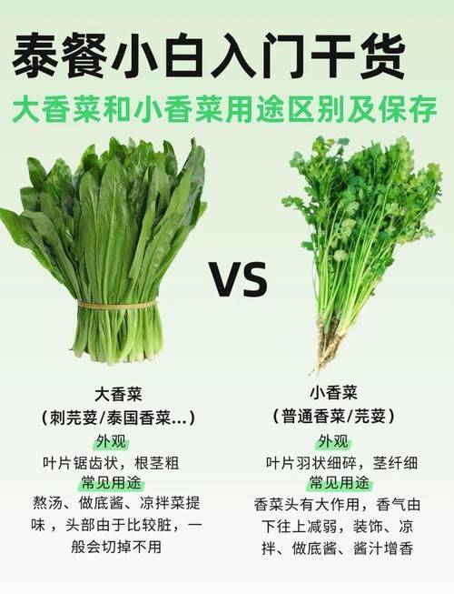 香菜种植技术和时间