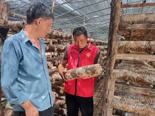 天麻种植技术 怎么种植天麻