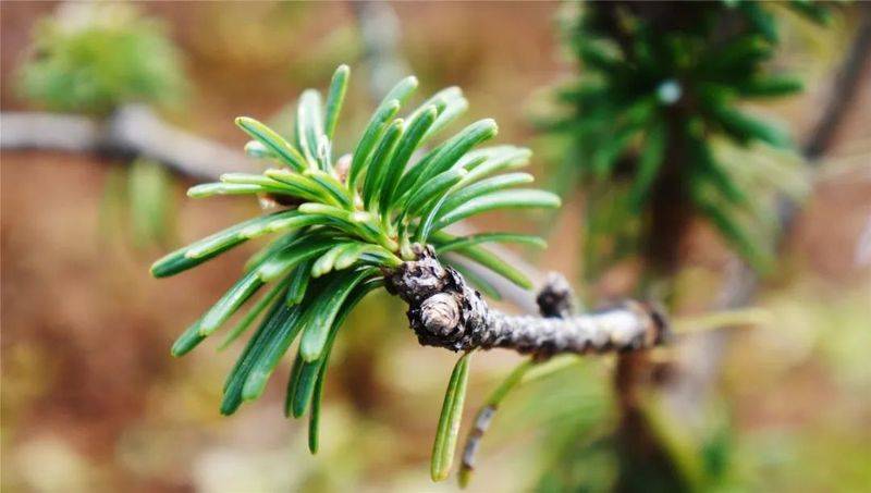 云南牡丹种植技术