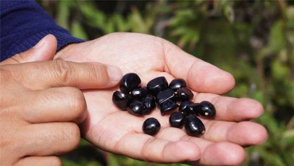 云南牡丹种植技术