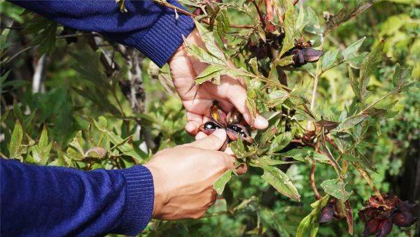 云南牡丹种植技术