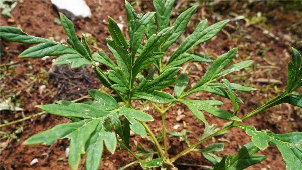 云南牡丹种植技术