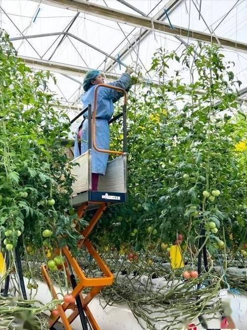 大棚番茄种植技术视频