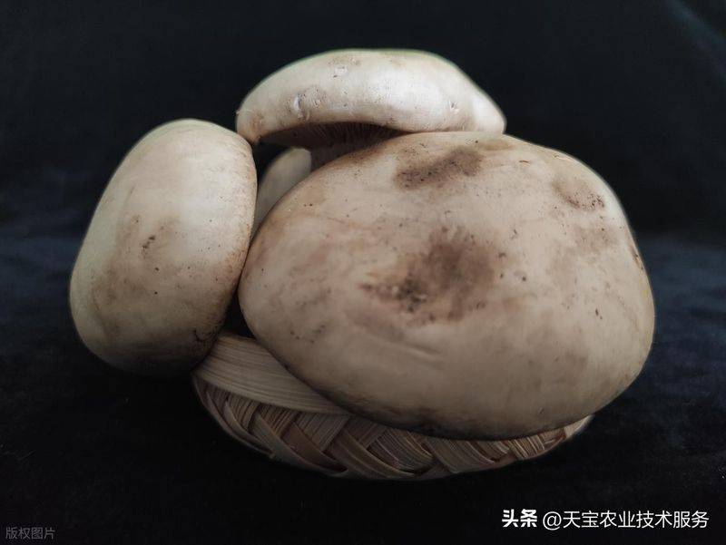 黄金菇种植方法