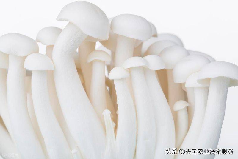 黄金菇种植方法